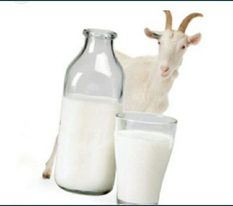 Домашнее молоко, Айран, Козье молоко, Творог