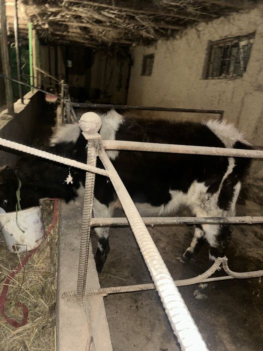 8 oylik mol sotiladi