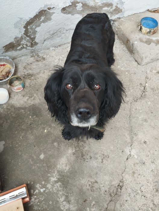 Пропала собака старая