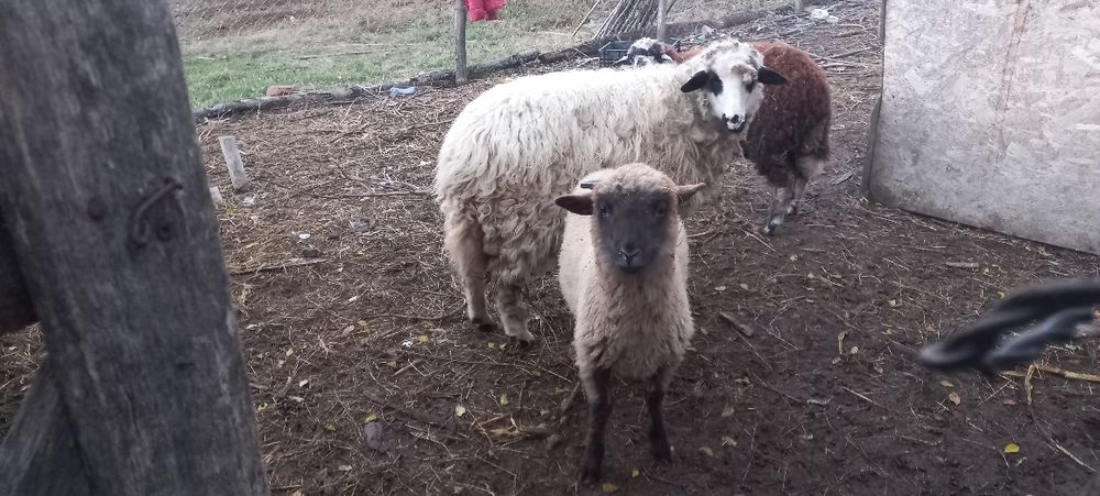 Vând 3 mieluțe de anul ăsta!