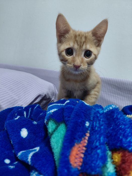 Отдам котика в добрые руки