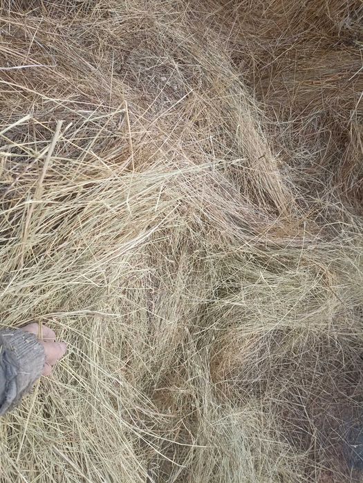 Сено житняк 10.000