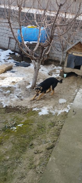 Продам собаку овчарка