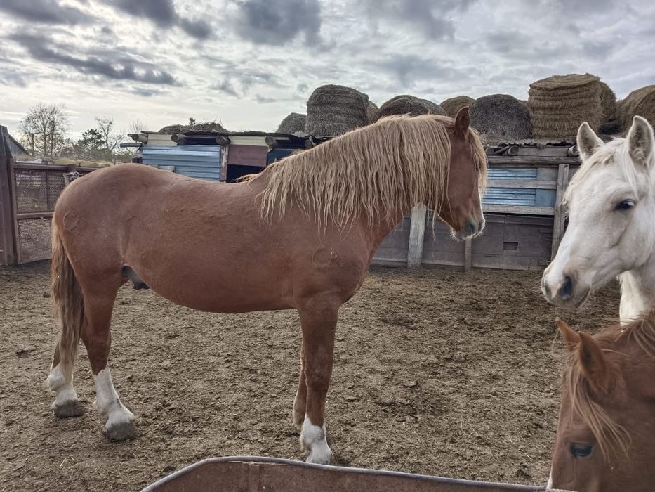 Продам жеребца 7 лет