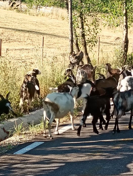 Vind urgent capre tinere și bune de lapte