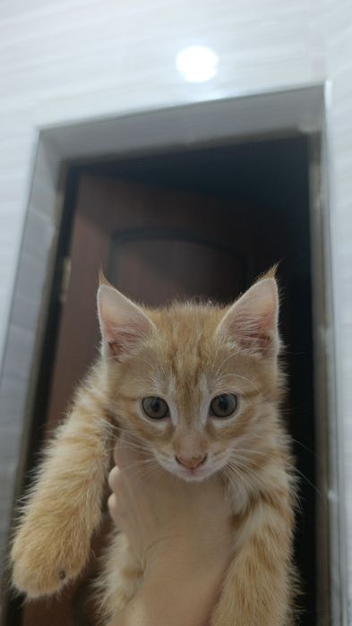 Котенок бесплатно