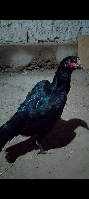 Дакан шоже мекен ганой