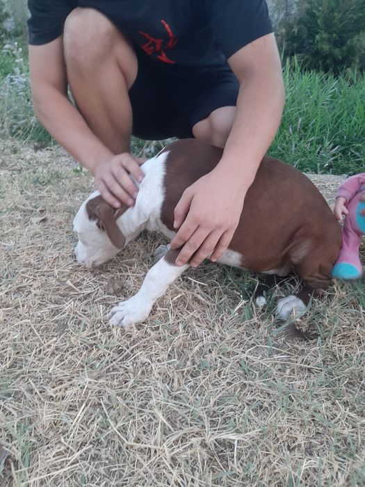 Продам щенка питбуль девочка