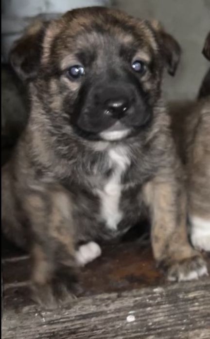 Отдам в добрые руки щенят