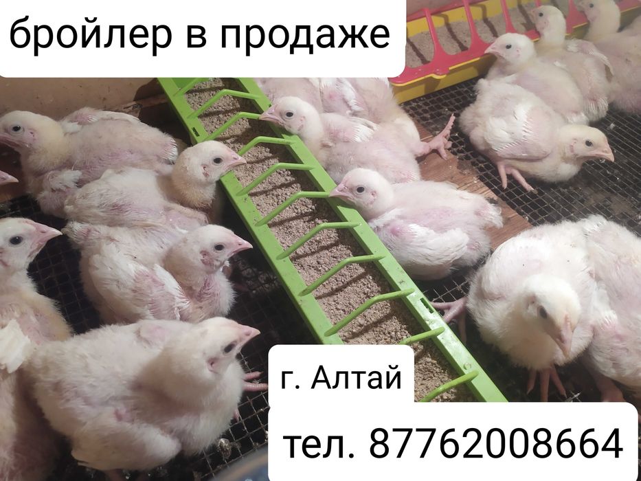 Цыплята брамы и броилера