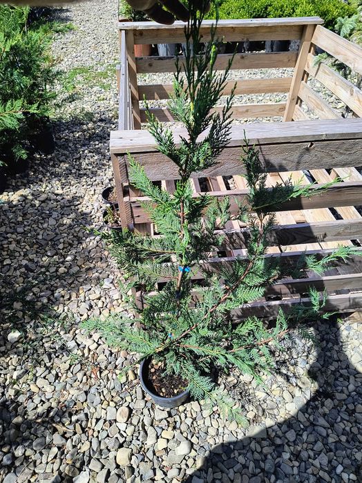 Leylandii 100 cm ghiveci 2l
