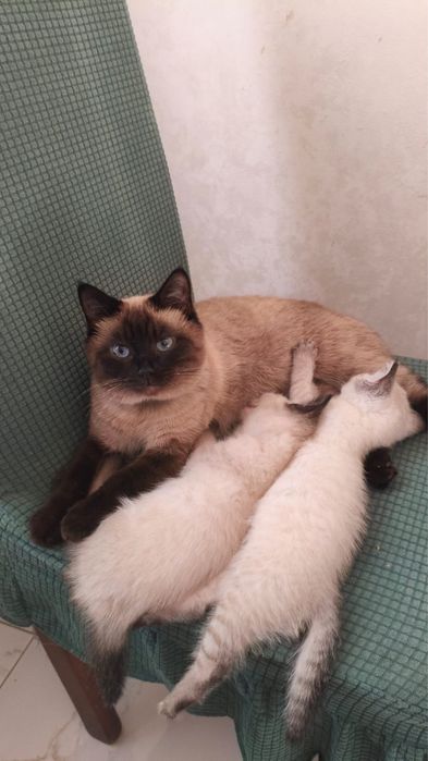 отдам котят хорощие руки