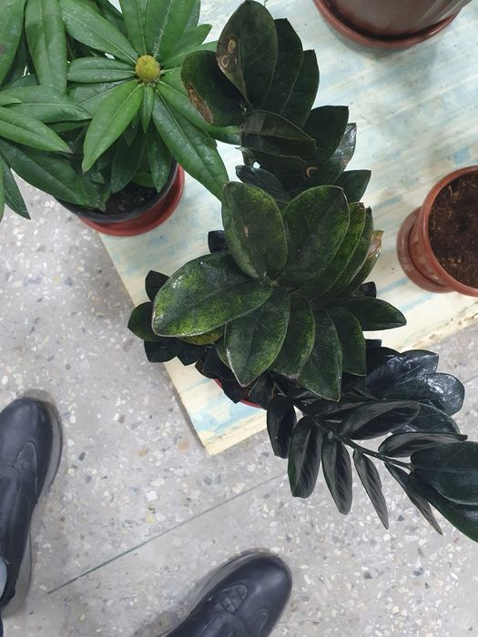 Zamiyakulkas qora замия чёрный