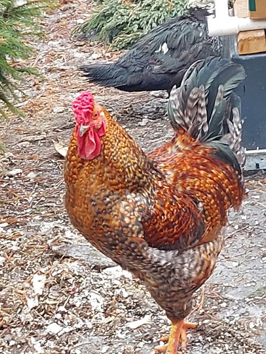 Яйцо  инкубационное куриное