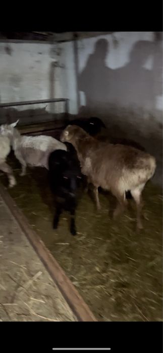 Продам баранов токты