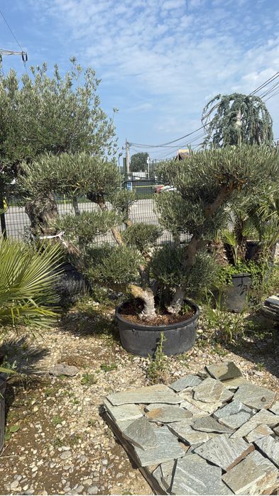 Maslini seculari rezistent la inghet