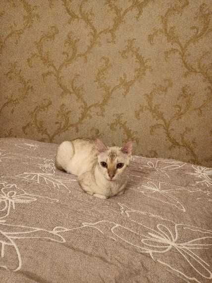 передержка кошек