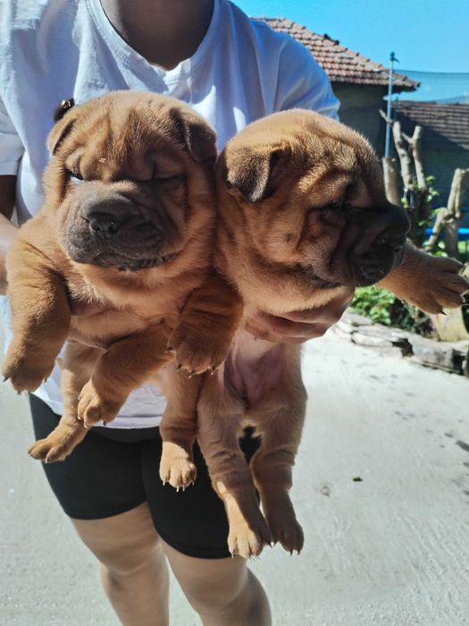 КУЧЕНЦА ШАР ПЕЙ НА 2 МЕСЕЦА