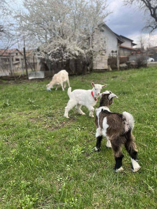 De vanzare Capra la prima fătare