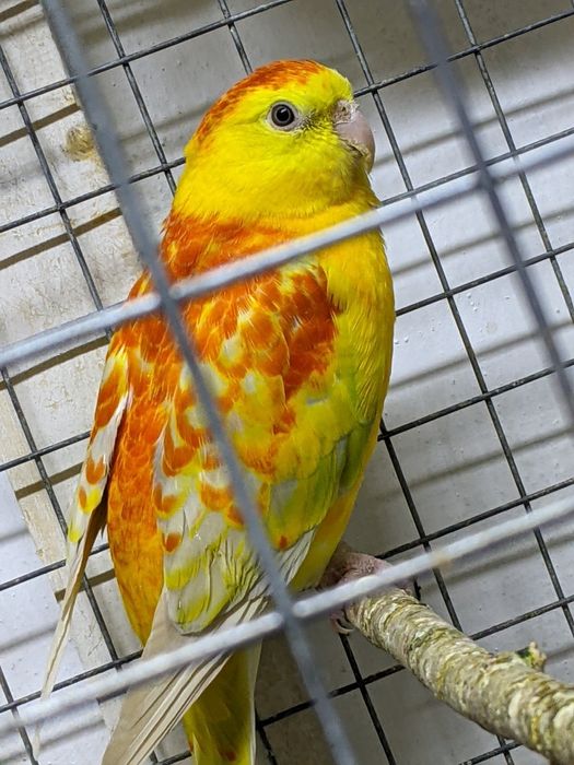 Певчие попугайчики