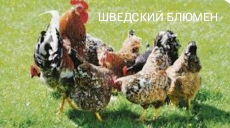 Продам Цыплят. Цены разные..