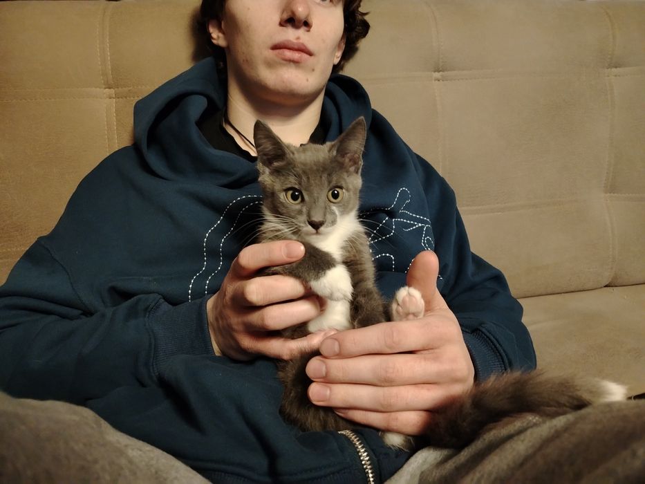 Отдам котят в добрые руки