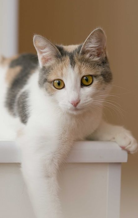 Кошка, девочка, 9 месяцев, стерилизована, к лотку приучена