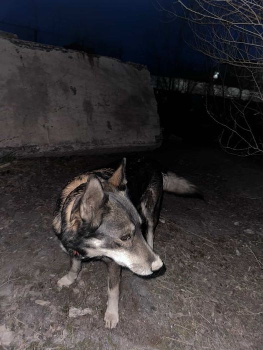 Ищем дом для щенят