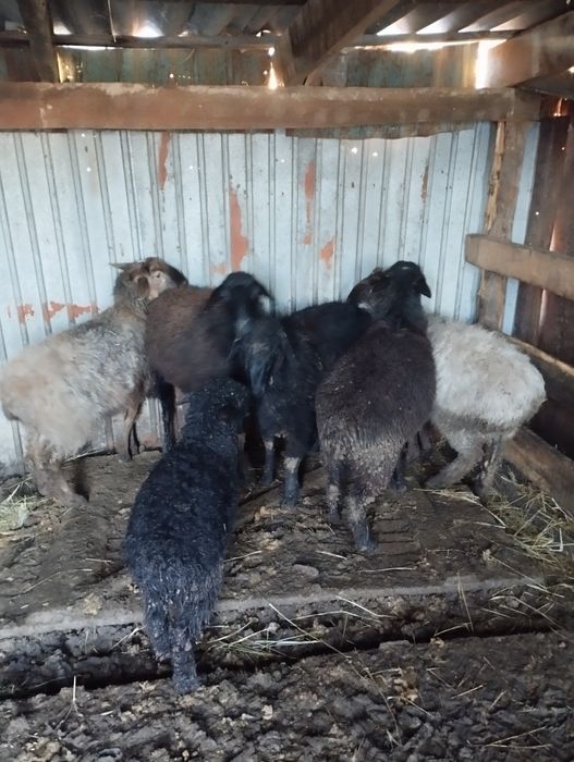 кой ,токты , кр яр Достык 61