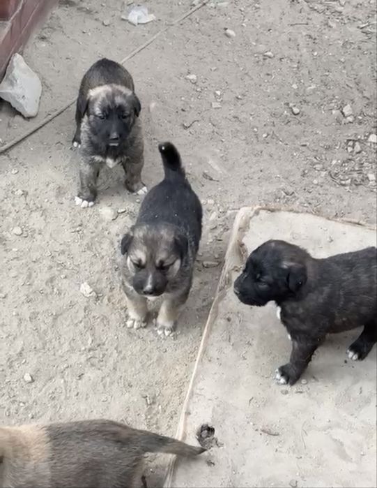 Отдам щенят в добрые руки