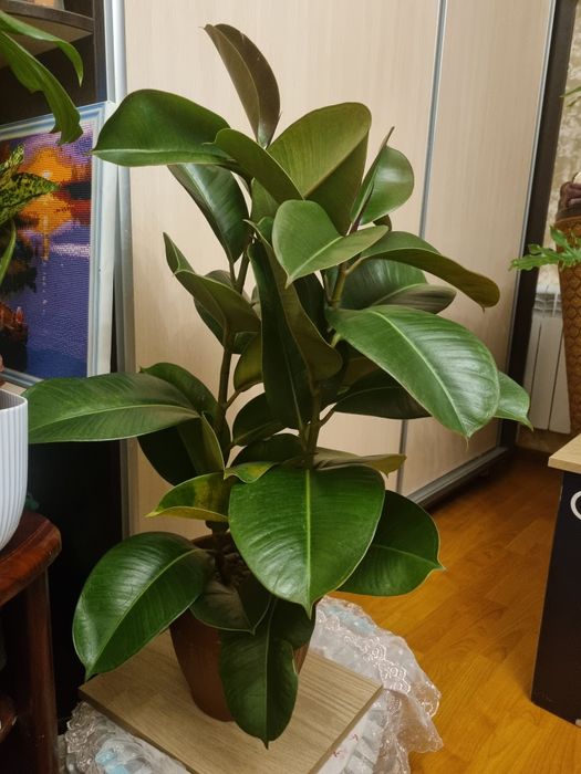 Продаётся Фикус эластика