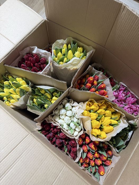 Голландские тюльпаны оптом