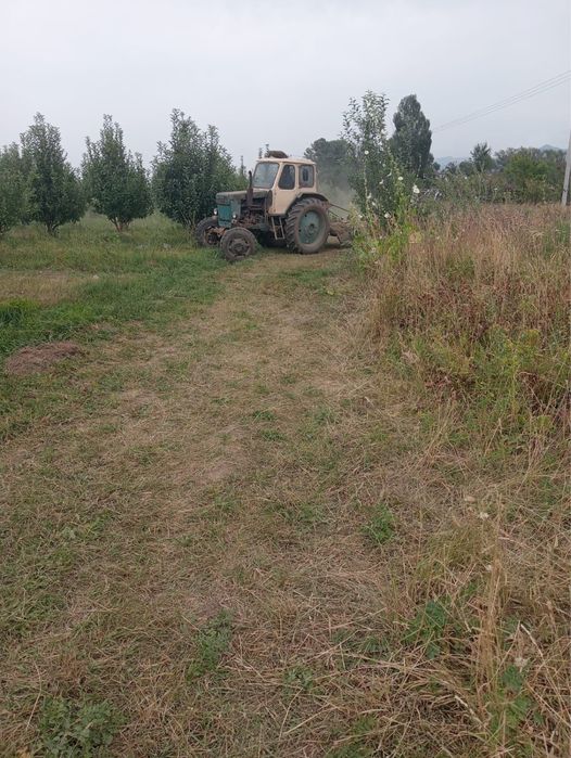 Сад яблоневый плодоносящий