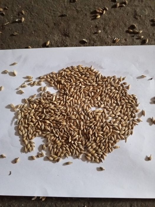 Продам ячмень Россия