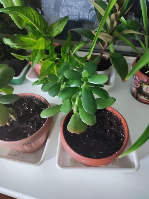 Продам комнатные цветы