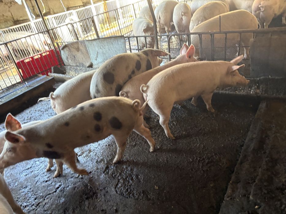 Продаваме прасета