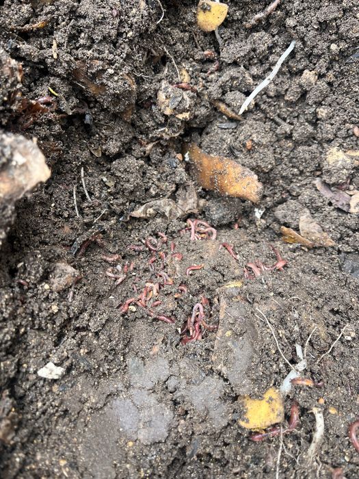 Продаю биогумс собственного производства