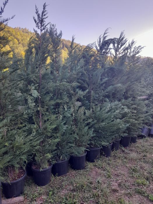 catalpa, pawlonia,mesteacăn,tei,