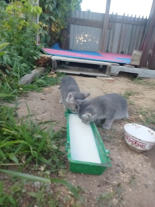 Отдам котят в добрые руки