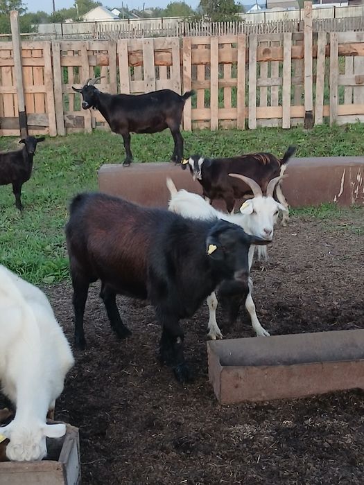 Продам коз разные