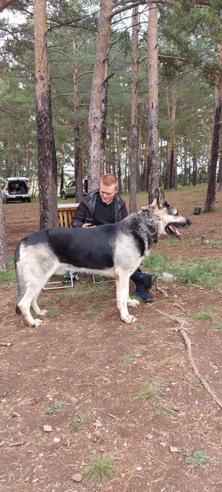 Щенки Восточноевропейской овчарки