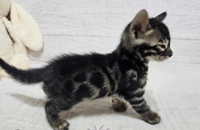 Бегальский угольный мальчик