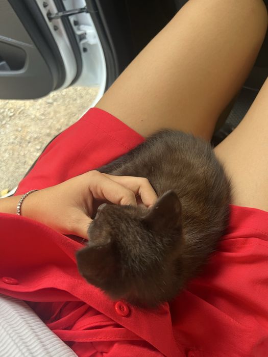 Котенок(мальчик) ищет дом