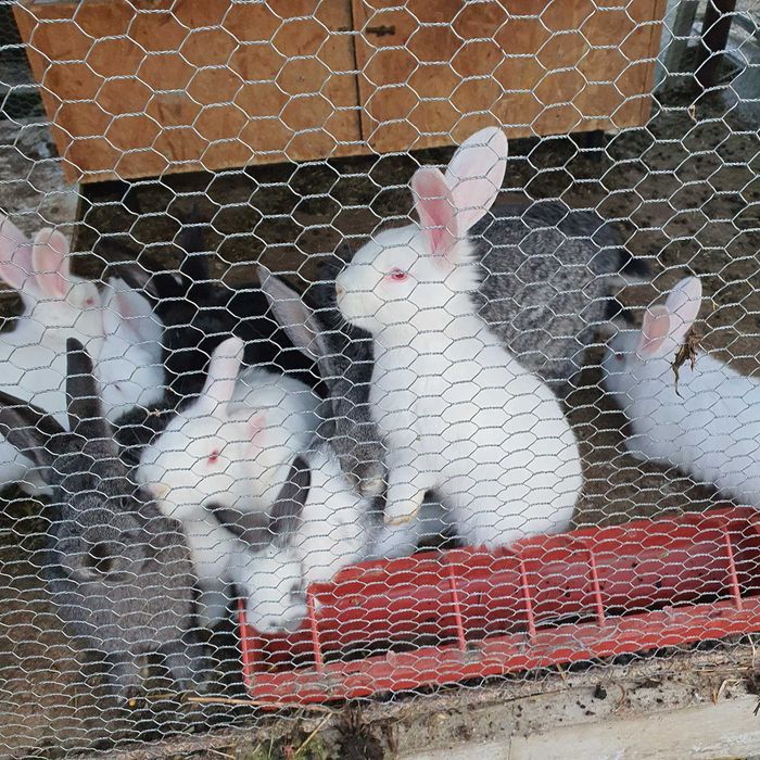 iepurași de vânzare