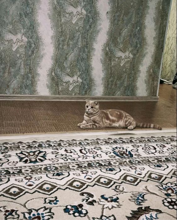 Кот шатланский рыжий