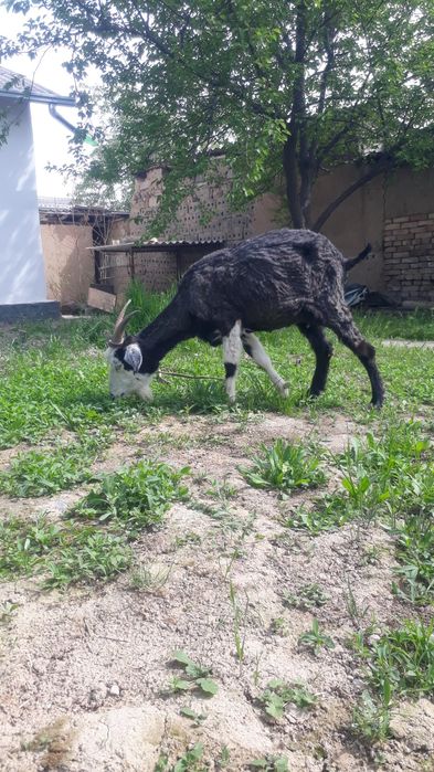 Sotiladi 2ta bolasiyam qiz