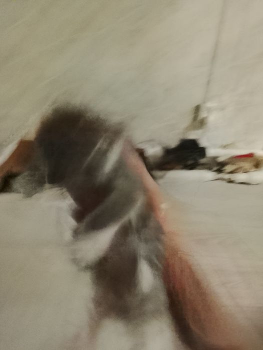 Отдам котят мальчиков в добрые руки