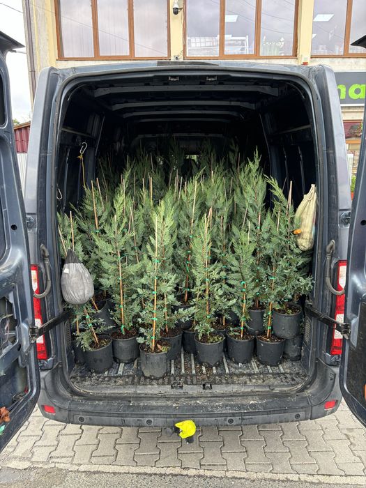 Transport marfa, mutari Cluj – duba renault masterL2 H2