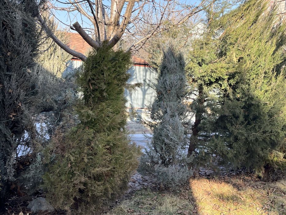 Пихты, Туи, можжевельники