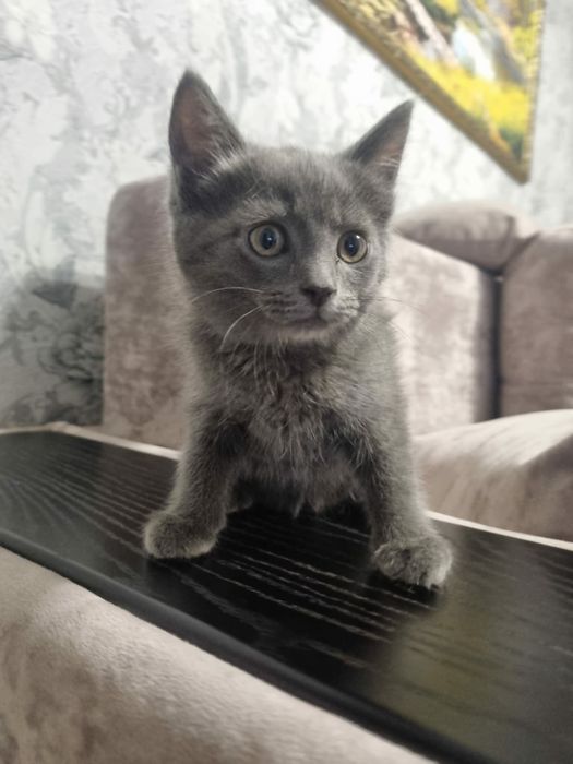 Отдам котят в добрые руки
